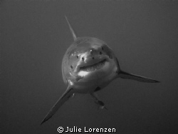 My first time diving with the Great White Sharks.  The ca... by Julie Lorenzen 